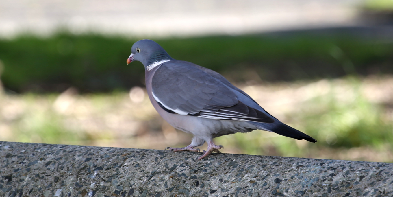 Pigeon ramier (Columba palumbus) © Nicolas Macaire / LPO